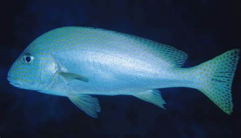 sweet lips fish|Haemulidae .